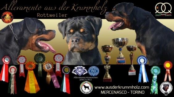 L'Allevamento AUS DER KRUMMHOLZ Rottweiler Torino si colloca ai primissimi posti quale Migliore Allevamento Rottweiler per la QUALITA' dei soggetti prodotti di indiscussa impronta tipica propri del vero Rottweiler di Pura Razza