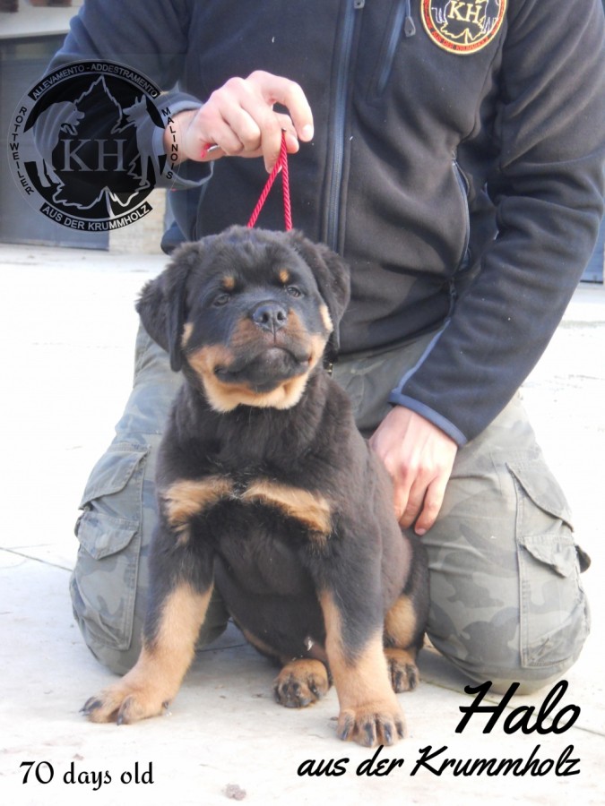 vendita cuccioli Rottweiler Allevamento Torino, Piemonte