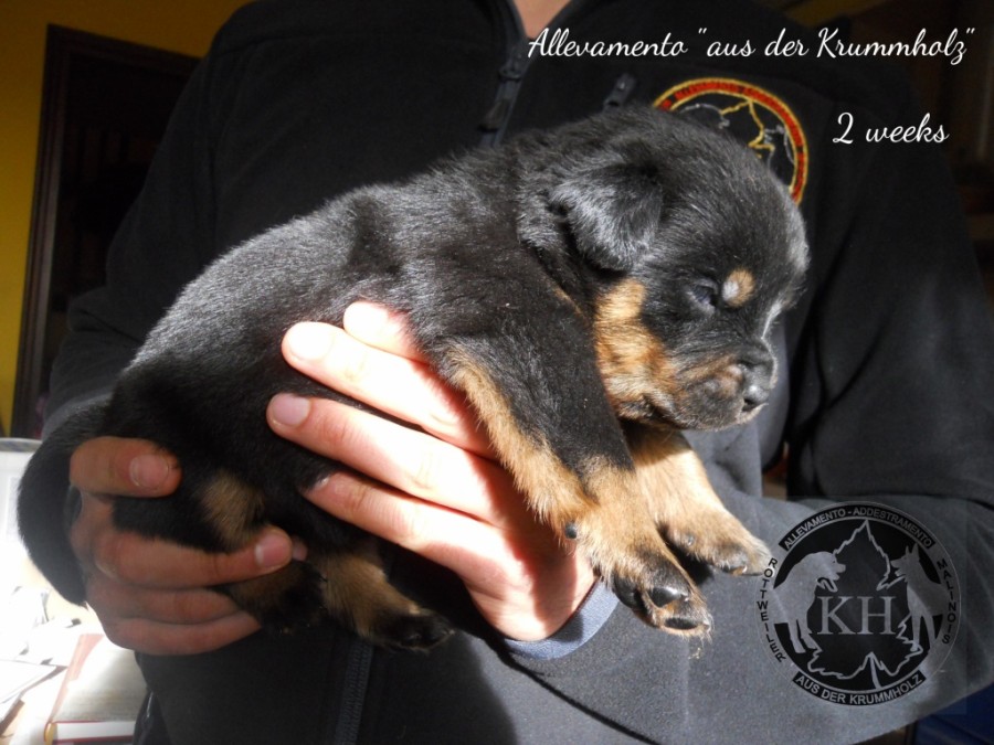 vendita cuccioli Rottweiler - Allevamento Torino, Piemonte