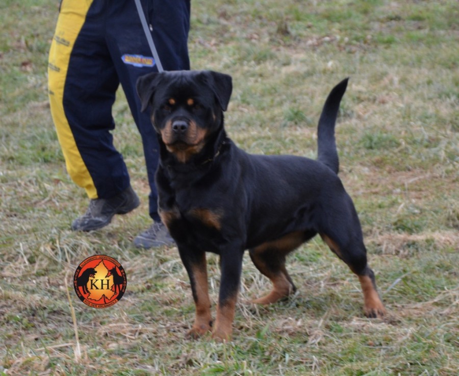 Allevamento ( Rottweiler Malinois ) Addestramento Pensione cani Torino Piemonte 