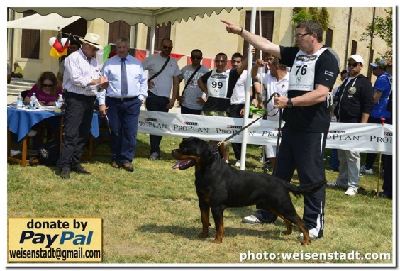 “La Tana dei Lupi – aus der Krummholz” Allevamento( Rottweiler Malinois) Addestramento Pensione cani Torino Piemonte Centro Cinofilo riconosciuto E.N.C.I.