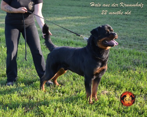 “La Tana dei Lupi – aus der Krummholz” Allevamento( Rottweiler Malinois) Addestramento Pensione cani Torino Piemonte Centro Cinofilo Professionale riconosciuto E.N.C.I.