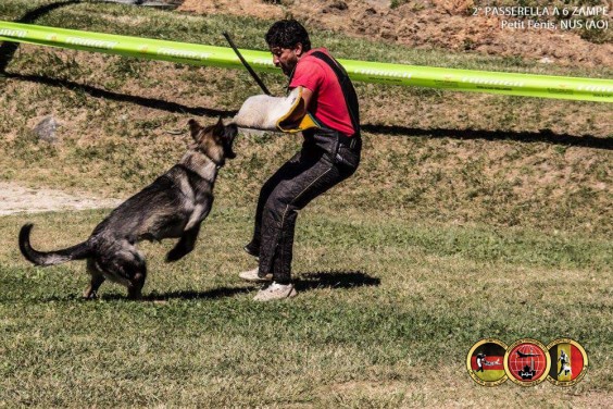 Addestramento cani Torino Ivrea Piemonte Centro Cinofilo 