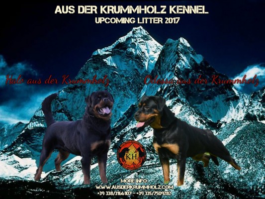 Rottweiler Allevamento Professionale “aus der Krummholz” Piemonte Torino Mercenasco