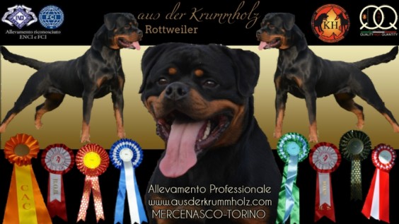 Allevamento Rottweiler AUS DER KRUMMHOLZ è un Allevamento Rottweiler riconosciuto ENCI - FCI e offre tra i propri soggetti stalloni di fama internazionale guadagnandosi sempre i primi posti in classifica nelle Esposizioni Rottweiler e nei Raduni di razza Rottweiler 