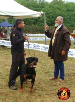 ROTTWEILER VENDITA CUCCIOLI TAGLIA GRANDE PURA RAZZA-Rottweiler Allevamento Torino Piemonte 5