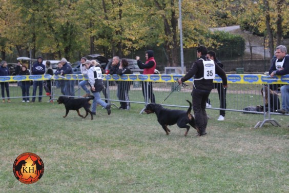 Migliore Allevamento Rottweiler Piemonte-Rottweiler Mercenasco Torino AUS DER KRUMMHOLZ ----