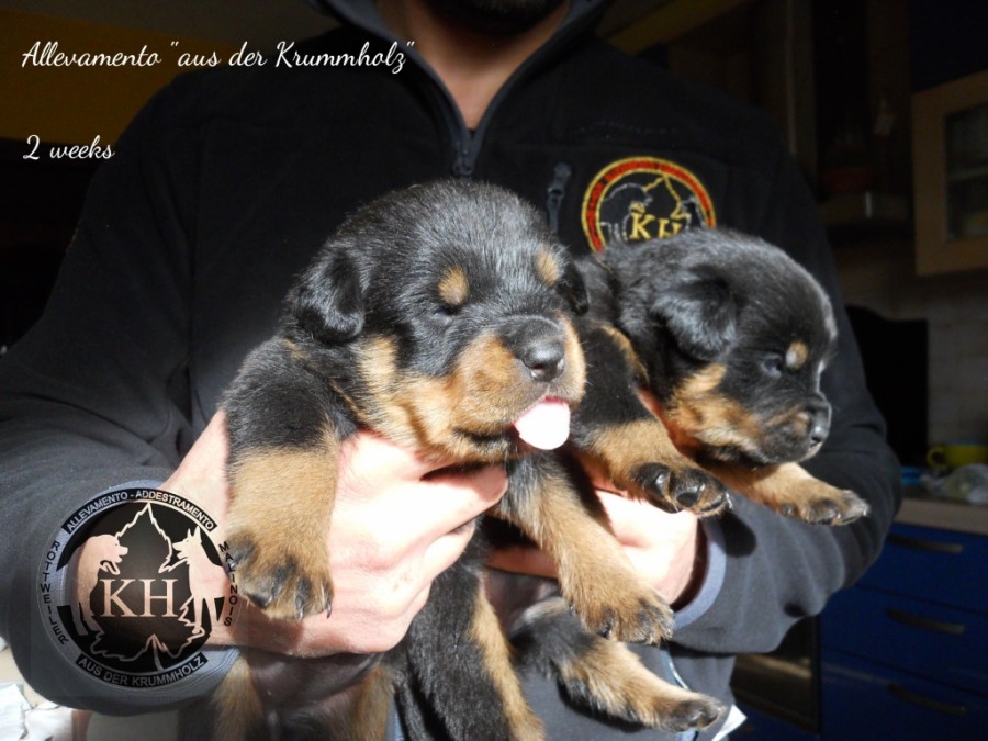 vendita cuccioli Rottweiler - Allevamento Torino, Piemonte