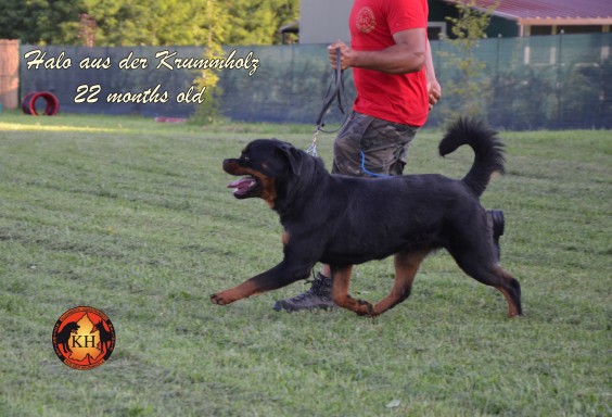“La Tana dei Lupi – aus der Krummholz” Allevamento( Rottweiler Malinois) Addestramento Pensione cani Torino Piemonte Centro Cinofilo Professionale riconosciuto E.N.C.I.