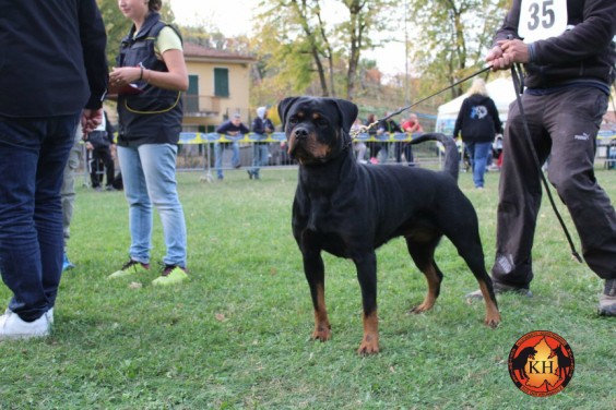 Migliore Allevamento Rottweiler Piemonte-Rottweiler Mercenasco Torino AUS DER KRUMMHOLZ