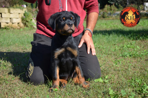 Cucciola Rottweiler in Vendita Allevamento Piemonte